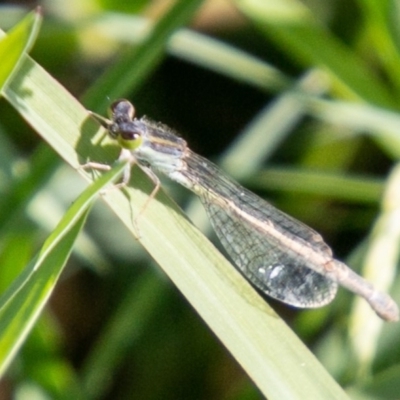 Ischnura aurora (Aurora Bluetail) at Stromlo, ACT - 26 Mar 2020 by SWishart