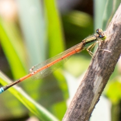 Ischnura aurora (Aurora Bluetail) at Cooleman Ridge - 26 Mar 2020 by SWishart