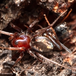 Habronestes bradleyi at Latham, ACT - 28 Mar 2020 03:17 PM