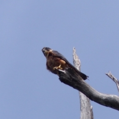 Falco longipennis (Australian Hobby) at Black Range, NSW - 28 Mar 2020 by MatthewHiggins