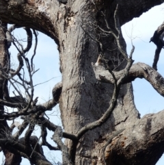 Varanus varius (Lace Monitor) at Black Range, NSW - 28 Mar 2020 by MatthewHiggins