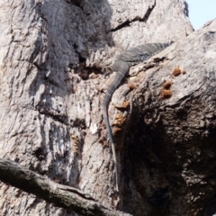 Varanus varius at Black Range, NSW - 28 Mar 2020