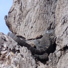 Varanus varius at Black Range, NSW - 28 Mar 2020