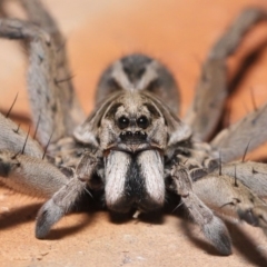 Tasmanicosa godeffroyi (Garden Wolf Spider) at Evatt, ACT - 25 Mar 2020 by TimL