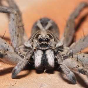 Tasmanicosa godeffroyi at Evatt, ACT - 26 Mar 2020 05:27 AM