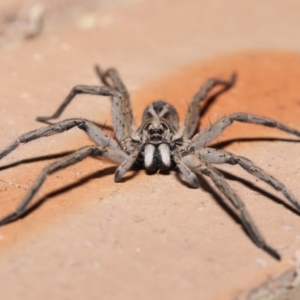 Tasmanicosa godeffroyi at Evatt, ACT - 26 Mar 2020 05:27 AM