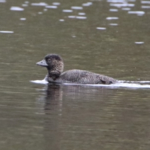 Biziura lobata at Greenway, ACT - 28 Mar 2020