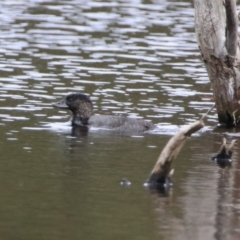 Biziura lobata at Greenway, ACT - 28 Mar 2020