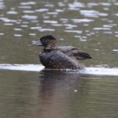 Biziura lobata at Greenway, ACT - 28 Mar 2020