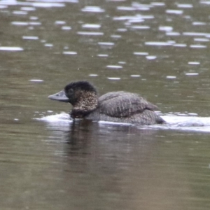 Biziura lobata at Greenway, ACT - 28 Mar 2020