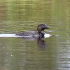 Biziura lobata at Greenway, ACT - 28 Mar 2020