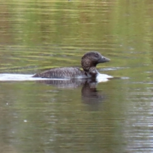 Biziura lobata at Greenway, ACT - 28 Mar 2020