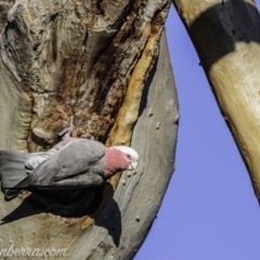 Eolophus roseicapilla (Galah) at Hughes, ACT - 20 Mar 2020 by BIrdsinCanberra