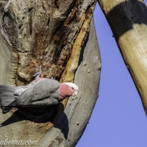 Eolophus roseicapilla at Hughes, ACT - 20 Mar 2020