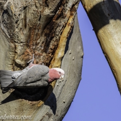 Eolophus roseicapilla (Galah) at Red Hill to Yarralumla Creek - 20 Mar 2020 by BIrdsinCanberra