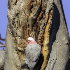 Eolophus roseicapilla at Hughes, ACT - 20 Mar 2020