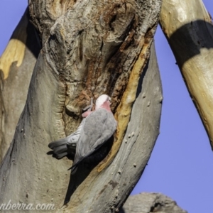 Eolophus roseicapilla at Hughes, ACT - 20 Mar 2020