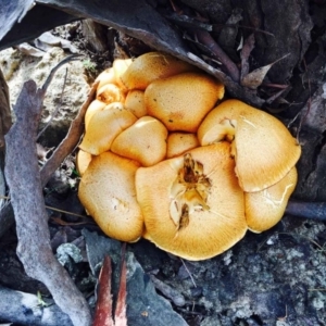 Gymnopilus junonius at Lerida, NSW - 28 Mar 2020