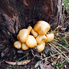 Gymnopilus junonius at Lerida, NSW - 28 Mar 2020