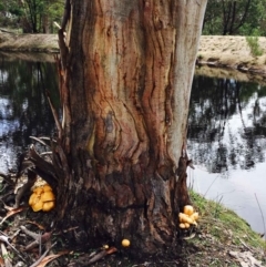 Gymnopilus junonius at Lerida, NSW - 28 Mar 2020