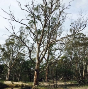 Gymnopilus junonius at Lerida, NSW - 28 Mar 2020