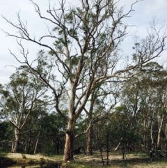 Gymnopilus junonius at Lerida, NSW - 28 Mar 2020