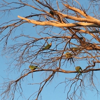 Polytelis swainsonii (Superb Parrot) at Red Hill to Yarralumla Creek - 27 Mar 2020 by KL