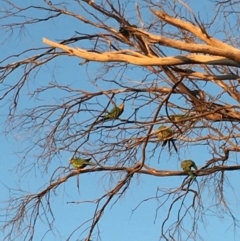 Polytelis swainsonii (Superb Parrot) at Deakin, ACT - 27 Mar 2020 by KL