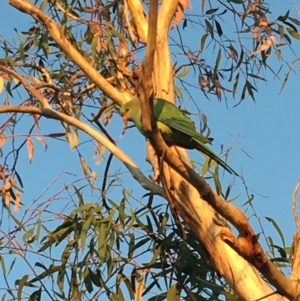 Polytelis swainsonii at Deakin, ACT - 27 Mar 2020