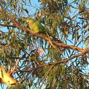 Polytelis swainsonii at Deakin, ACT - 27 Mar 2020