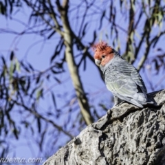 Callocephalon fimbriatum (Gang-gang Cockatoo) at Hughes, ACT - 20 Mar 2020 by BIrdsinCanberra