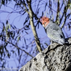 Callocephalon fimbriatum at Hughes, ACT - 20 Mar 2020