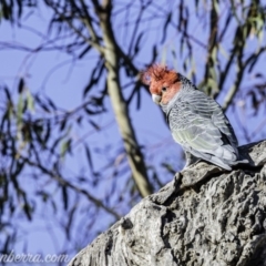 Callocephalon fimbriatum at Hughes, ACT - 20 Mar 2020