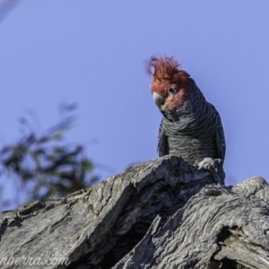 Callocephalon fimbriatum at Hughes, ACT - 20 Mar 2020