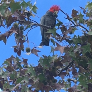 Callocephalon fimbriatum at Hughes, ACT - 27 Mar 2020