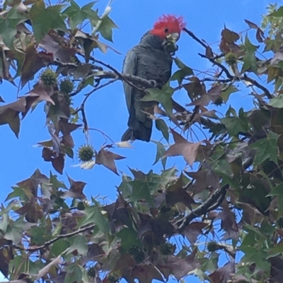 Callocephalon fimbriatum (Gang-gang Cockatoo) at Hughes, ACT - 27 Mar 2020 by KL