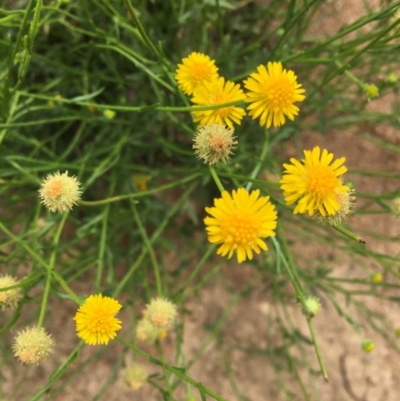 Calotis lappulacea (Yellow Burr Daisy) at Red Hill to Yarralumla Creek - 24 Mar 2020 by KL