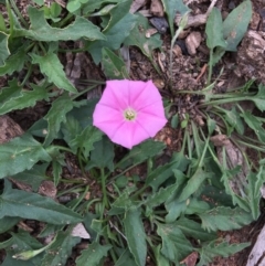 Convolvulus angustissimus subsp. angustissimus (Australian Bindweed) at Hughes Grassy Woodland - 24 Mar 2020 by KL