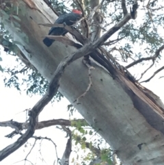 Callocephalon fimbriatum (Gang-gang Cockatoo) at GG194 - 27 Mar 2020 by KL