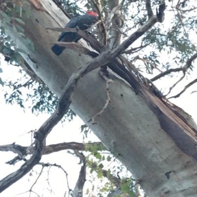 Callocephalon fimbriatum (Gang-gang Cockatoo) at Red Hill to Yarralumla Creek - 27 Mar 2020 by KL