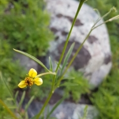 Bidens subalternans (Greater Beggars Ticks) at Theodore, ACT - 28 Mar 2020 by VeraKurz