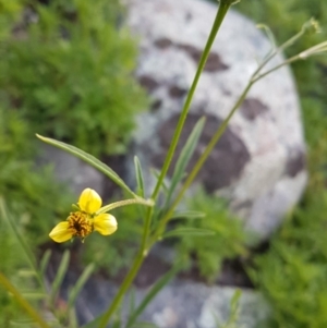 Bidens subalternans at Theodore, ACT - 28 Mar 2020