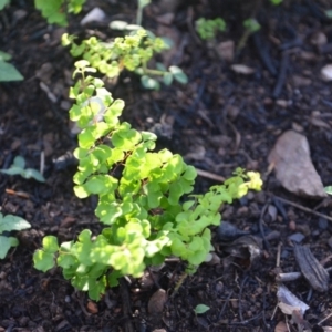 Adiantum aethiopicum at Surf Beach, NSW - 27 Mar 2020