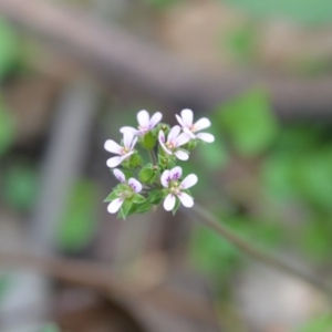 Pelargonium australe at Surf Beach, NSW - 28 Mar 2020 02:33 PM