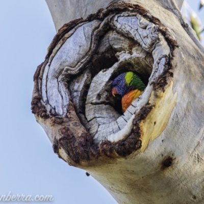 Trichoglossus moluccanus (Rainbow Lorikeet) at Hughes, ACT - 20 Mar 2020 by BIrdsinCanberra