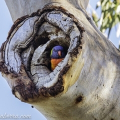 Trichoglossus moluccanus at Hughes, ACT - 20 Mar 2020