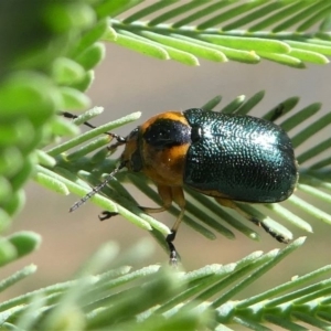 Aporocera (Aporocera) consors at Red Hill, ACT - 28 Mar 2020