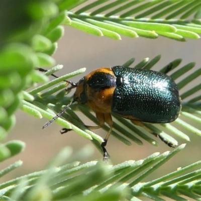 Aporocera (Aporocera) consors (A leaf beetle) at Red Hill Nature Reserve - 27 Mar 2020 by HarveyPerkins