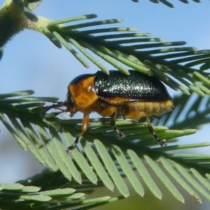 Aporocera (Aporocera) consors at Red Hill, ACT - 28 Mar 2020