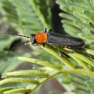 Chauliognathus tricolor (Tricolor soldier beetle) at Red Hill, ACT - 27 Mar 2020 by HarveyPerkins